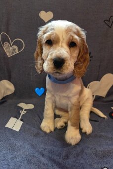 Coker Spaniel Angielski - 2