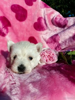 Wzorcowa suczka West highland white terrier ojciec FCI - 2