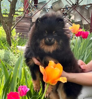 Pomeranian - 2