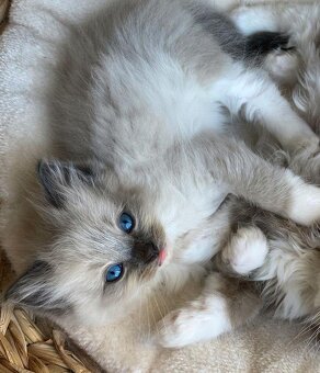 Rasowe kocięta Ragdoll - 2