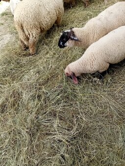 Baranki do Twojego ogródka - 2