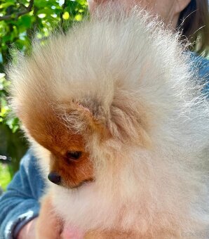 Pomeranian spitz - 2