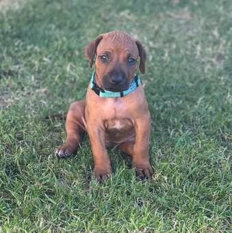 Rhodesian Ridgeback s pp - 2
