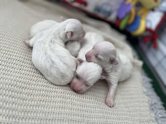 Maltańczyki z  rodowodem - 2