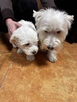 Szczeniaki – mix West Highland White - 2