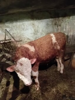 Sprzedam 2 ćwiartki byczka 8 miesięcznego - 2