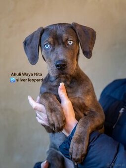 Catahoula Leopard Dog - 2