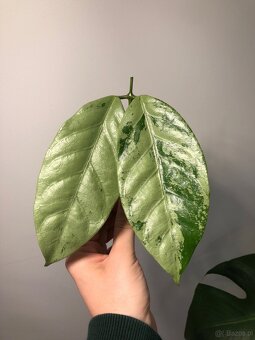 Hoya Coriacea Silver - 2