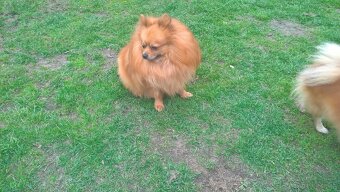 szpic miniaturowy - 2