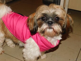 Sunia shih tzu Bibi - 2