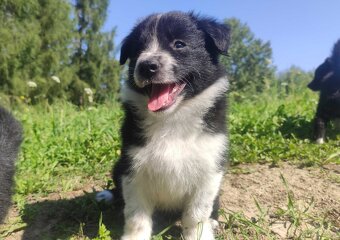 Rasowa i radosna suczka BORDER COLLIE - pełną dok. przebadan - 2