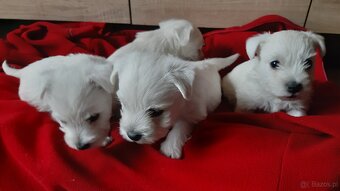West Highland White Terrier - 2