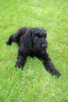 Czarny terier rosyjski - szczeniak - 2