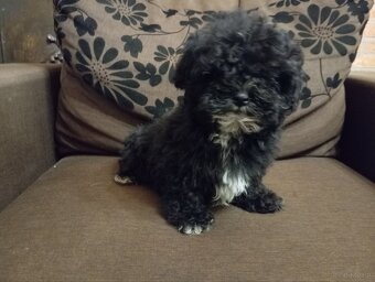 Piesek rasy Rosyjska Bolonka Kolorowa o imieniu Gibson - 2