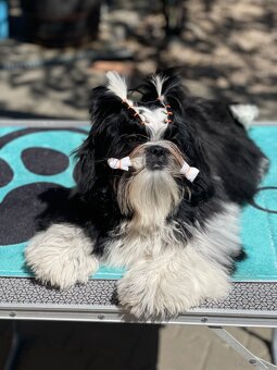 Shih Tzu PP ( shihtzu, sicu) - 2