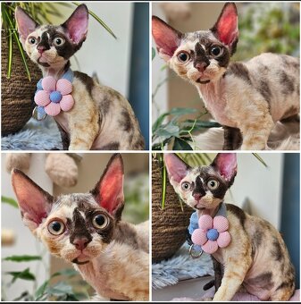 Devon rex z rodowodem - 2