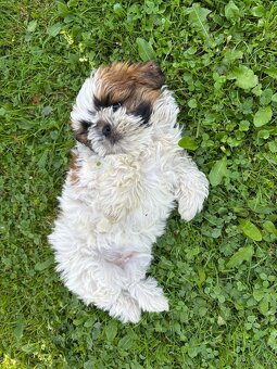 Psy rasy shih-tzu - 2