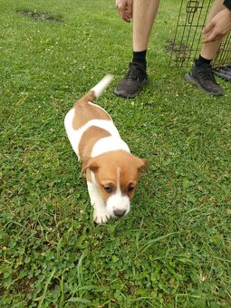 Jack Russell terrier - 2