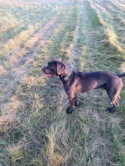 Cane Corso suka 14 miesięcy - 2