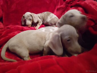 Jamnik miniaturka merle izabell lub gładki izabell - 2