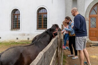 Sprzedam wałacha kuca szetlandzkiego, - 2
