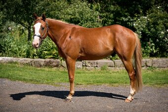 APH gelding 3yo - 2