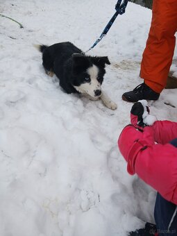 Border Collie - 2