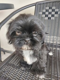 Piesek shih-tzu - 2