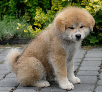Akita Inu Akita japońska ZKWP FCI po Championie - 2