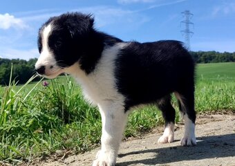 Szczeniak BORDER COLLIE z Hodowli - Rasowy pies z pełną dok. - 2