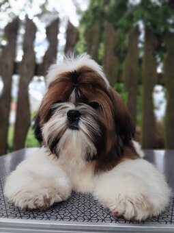 Shih Tzu szczenięta z rodowodem ZKwP FCI - 2