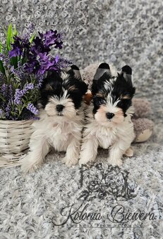 Yorkshire Terrier Biewer (TRICOLOR) piesek PASZPORT - 2