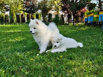 Samoyed szczenięta - 2