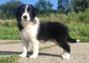 Szczeniak BORDER COLLIE z Hodowli - Rasowa suczka z pełną do - 2