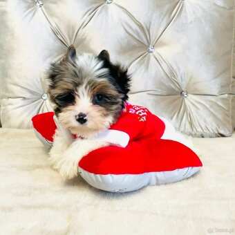 York Mikołaj z Bajki - do Kochania. Cudak. - 2