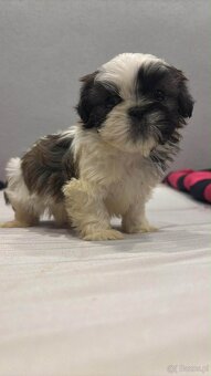 shih tzu 7 tygodni - 2