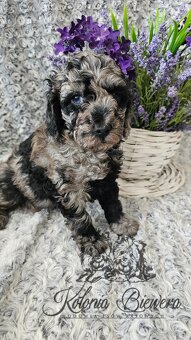 Pudel Toy/Miniaturowy Blue Merle adania Genetyczne Paszport - 2