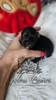 Yorkshire Terrier Czarno-złoty pessiei sunia PASZPORT - 2
