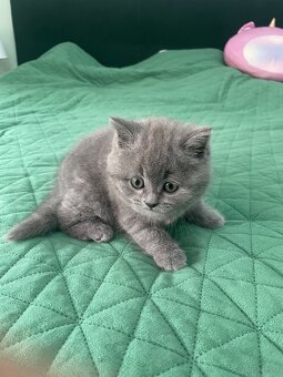 Kotki brytyjskie - 2