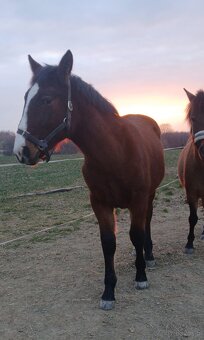 Piekny ogierek 8 miesiecy - 2