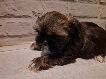 Sprzedam shith tzu - 2