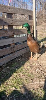 Biegusy indyjskie na slimaki - 2