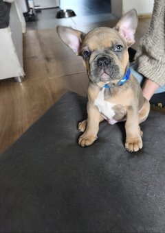 Buldogi francuskie - 2