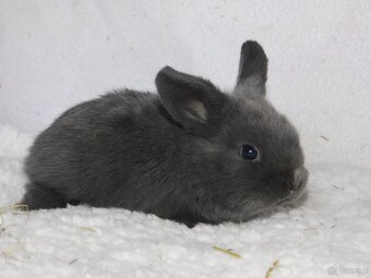 Cudne baranki niebieskie mini lop - 2