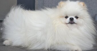 SZPIC MINIATUROWY POMERANIAN PIĘKNY MALUTKI BIAŁY REPRODUKTO - 2