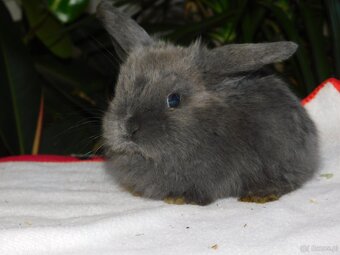 Cudne baranki niebieskie mini lop - 2