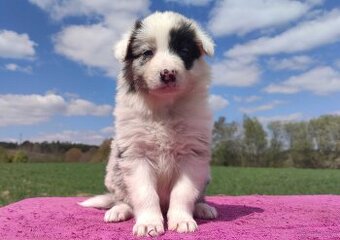 Cudowny Border Collie blue merle, pies z hodowli, pełna dok. - 2