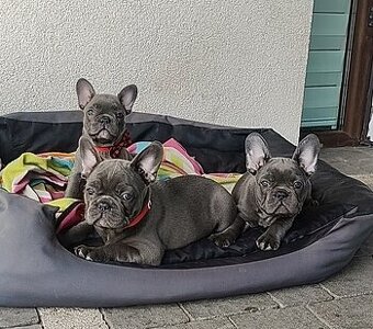Buldog francuski BLUE niebieski szczeniak suczka suka - 2