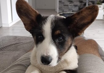Welsh Corgi Cardigan szczenięta hodowla Rivulus FCI - 2