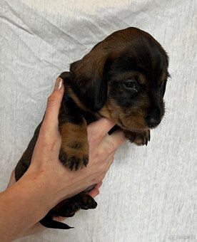 Jamnik standardowy szorstkowłosy s PP - 2